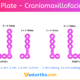 L Plate Craniomaxillofacial